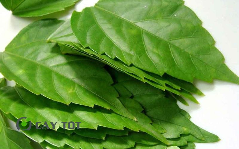 Hạt Giống Lá Cách