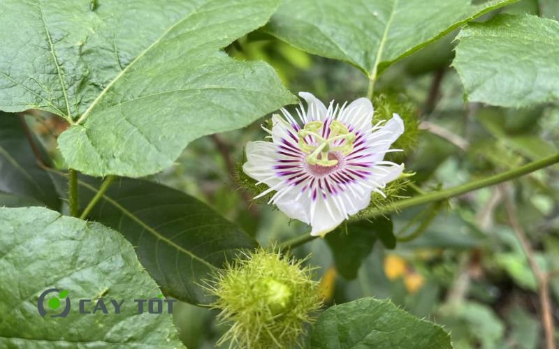 Hạt Giống Lạc Tiên