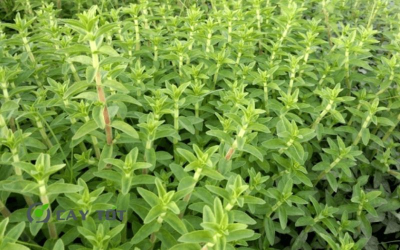 Hạt Giống Rau Om