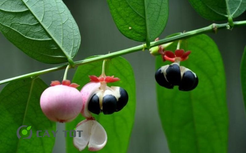 Hạt Giống Rau Bồ Ngót