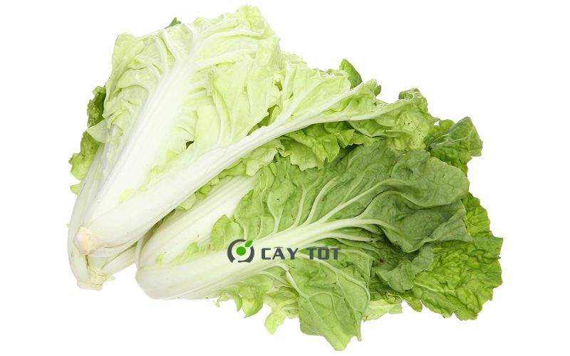 Hạt Giống Cải Bẹ Dún