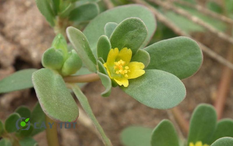 Hạt Giống Rau Sam