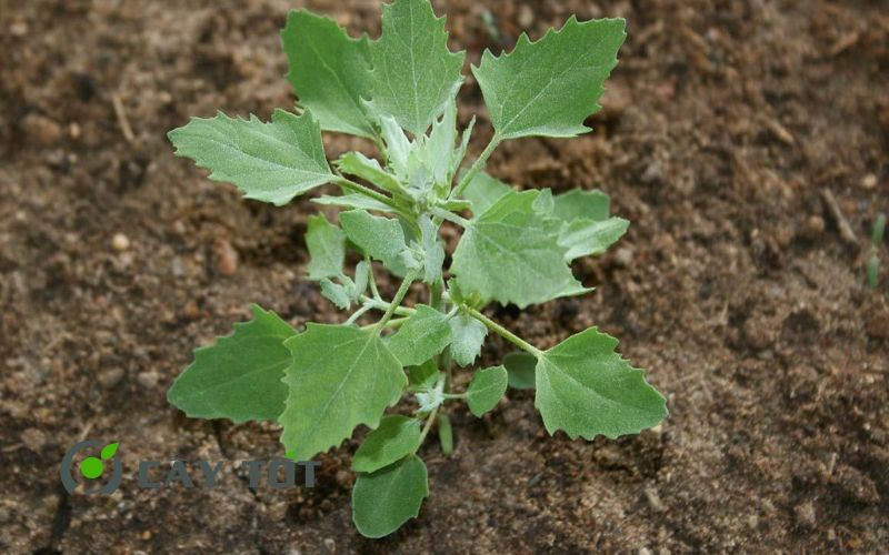 Hạt Giống Rau Muối