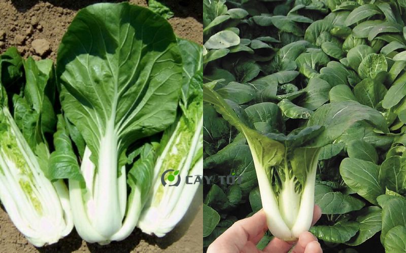 Hạt Giống Cải Bẹ Trắng