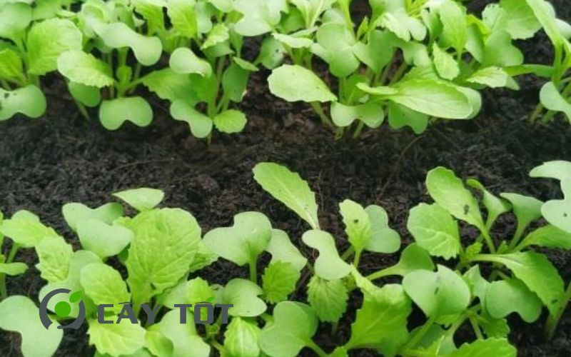 Hạt Giống Cải Bẹ Xanh