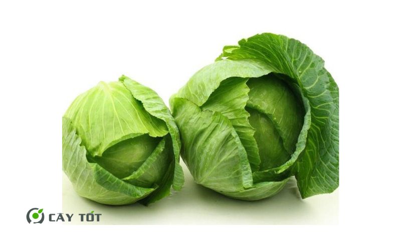 Hạt Giống Bắp Cải