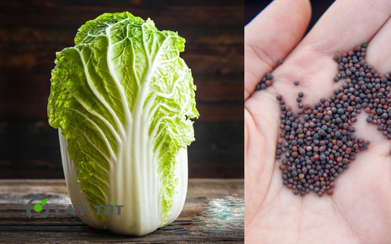 Hạt Giống Cải Thảo