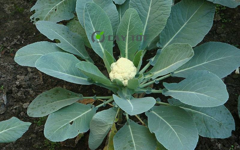 Hạt Giống Súp Lơ Trắng