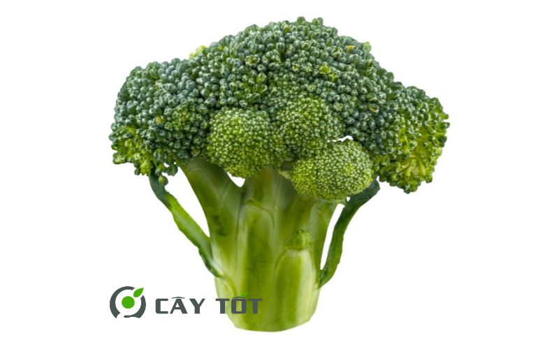 Hạt Giống Súp Lơ Xanh