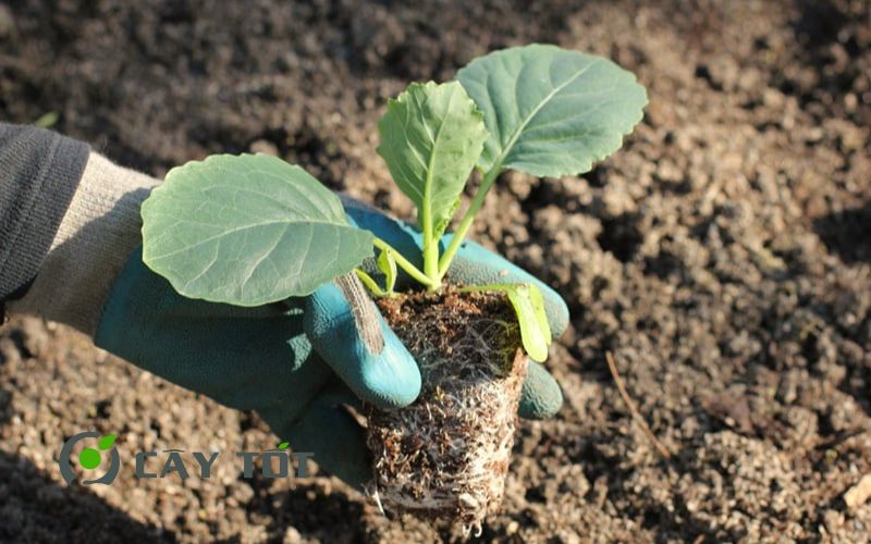 Hạt Giống Súp Lơ Tím