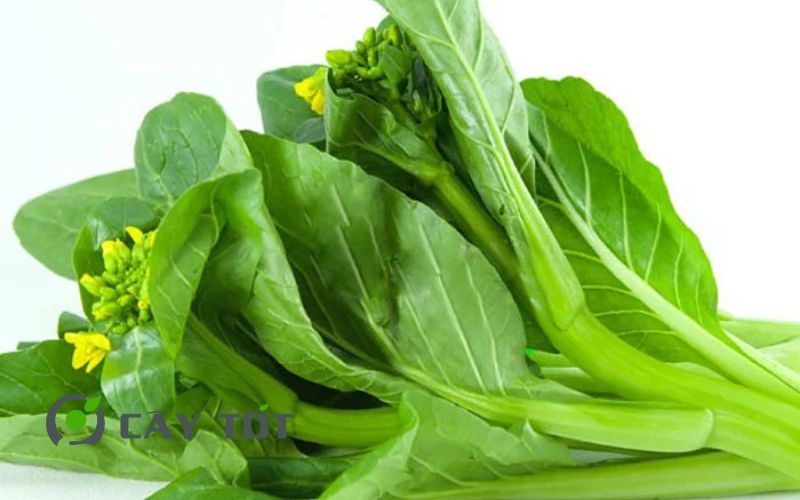 Hạt Giống Bông Cải Ngồng