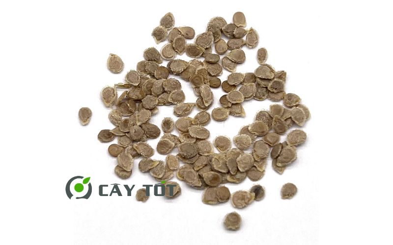 Hạt Giống Cà Chua Đỏ