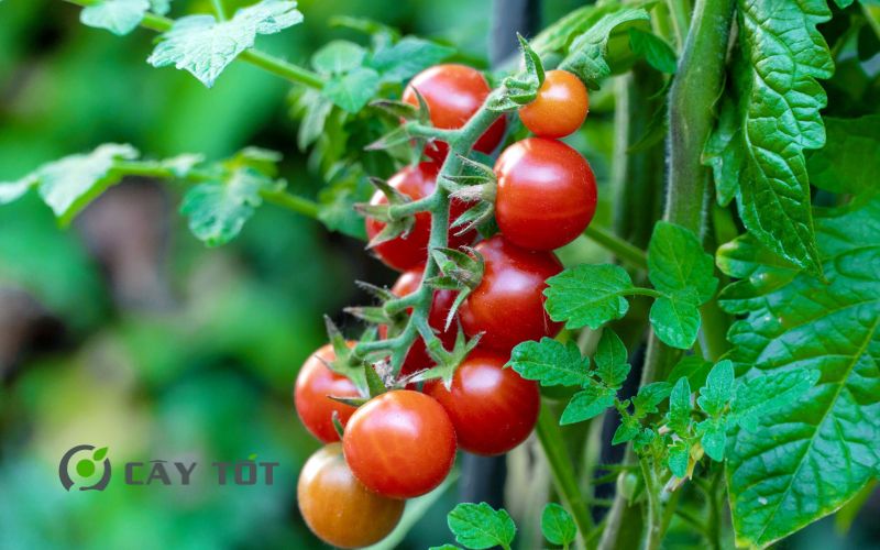 Hạt Giống Cà Chua Bi