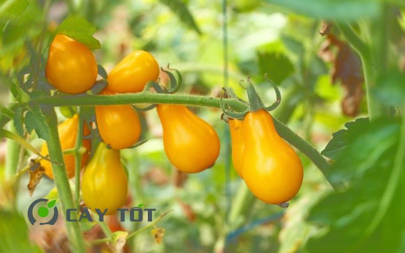 Hạt Giống Cà Chua Vàng