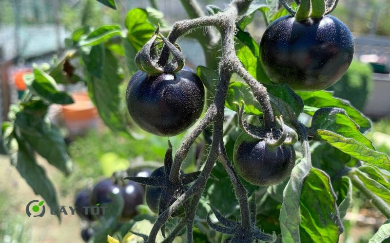 Hạt Giống Cà Chua Đen