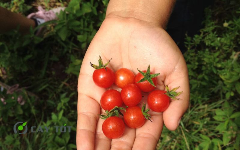Hạt Giống Cà Chua Cherry