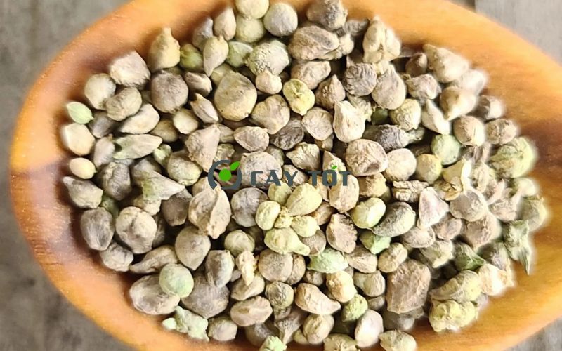 Hạt Giống Cải Bó Xôi