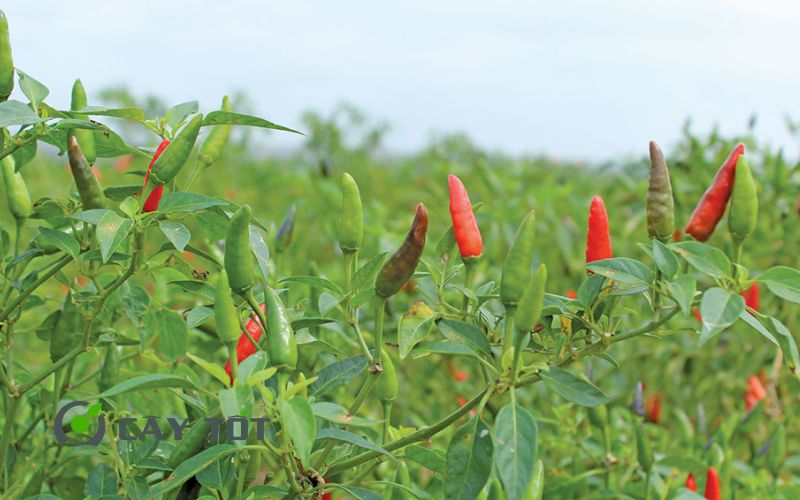Hạt Giống Ớt Chỉ Thiên