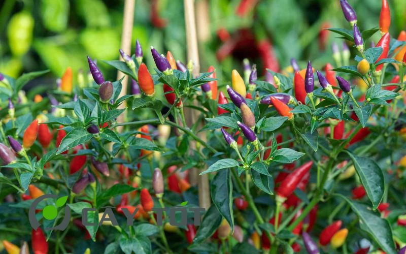 Hạt Giống Ớt Hiểm