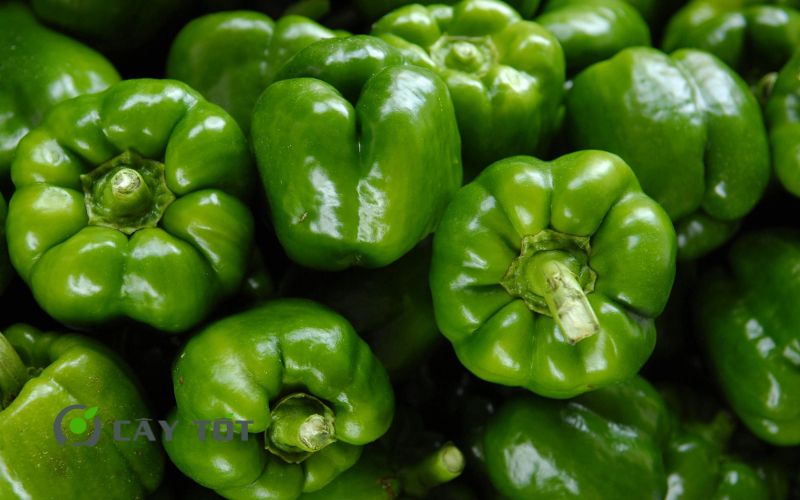 Hạt Giống Ớt Chuông Xanh