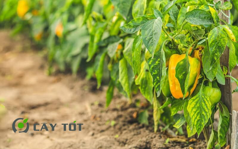 Hạt Giống Ớt Chuông Vàng