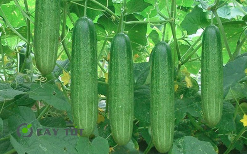 Hạt Giống Dưa Leo