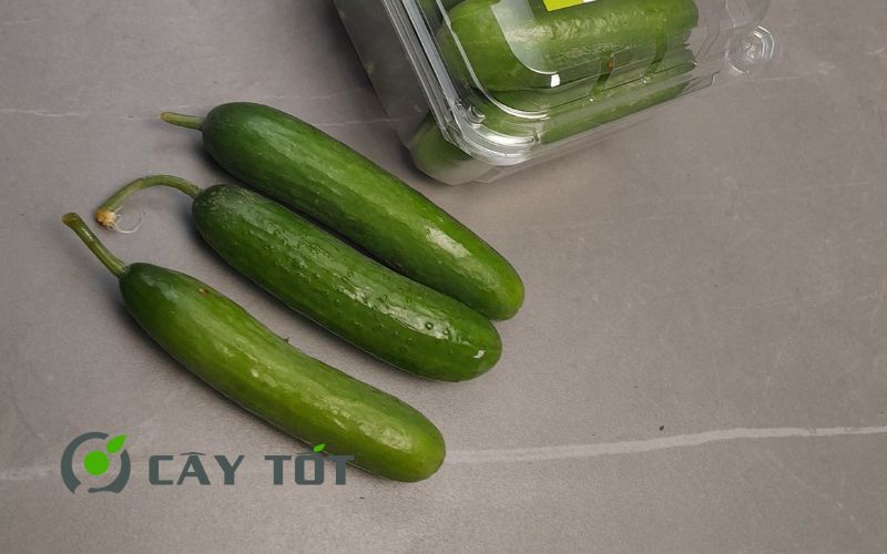 Hạt Giống Dưa Leo Baby