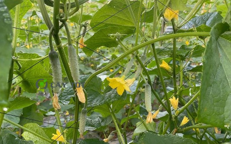 Hạt Giống Dưa Leo Không Hạt