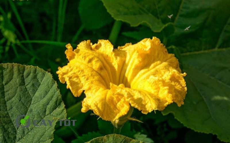 Hạt Giống Bí Đỏ