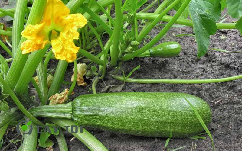 Hạt Giống Bí Xanh