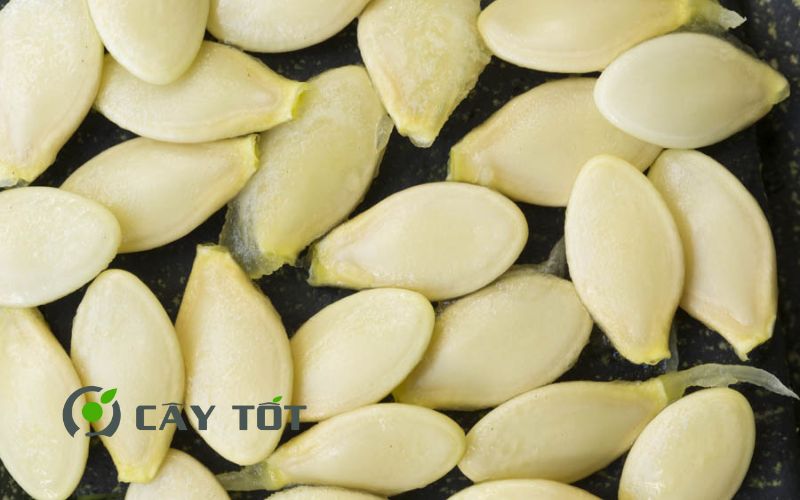 Hạt Giống Bí Ngòi Vàng