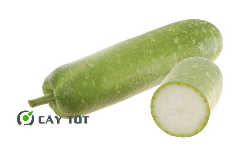 Hạt Giống Bầu Sao