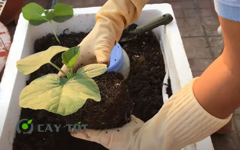 Hạt Giống Bầu Hồ Lô