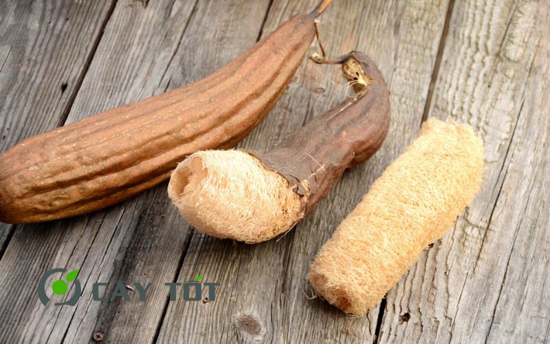 Hạt Giống Mướp Hương