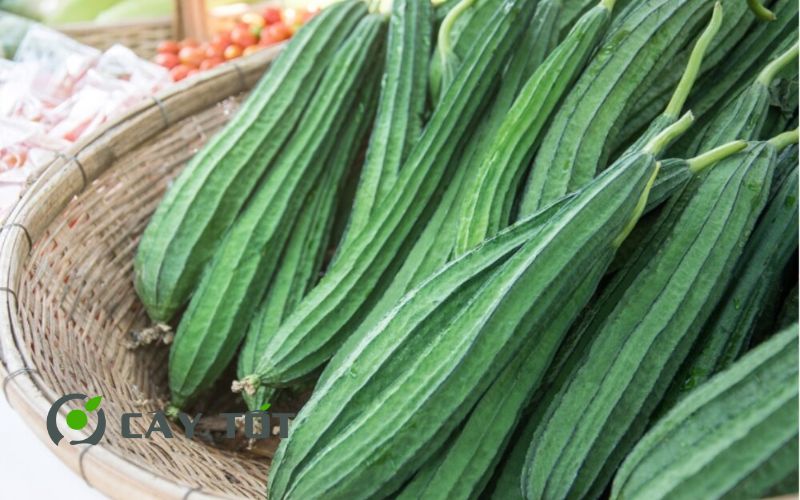 Hạt Giống Mướp Khía