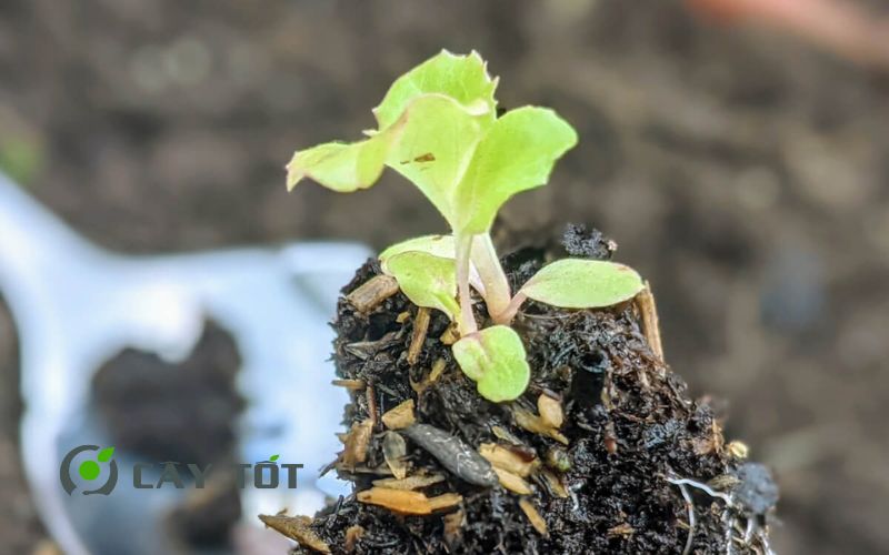 Hạt Giống Xà Lách Xoăn