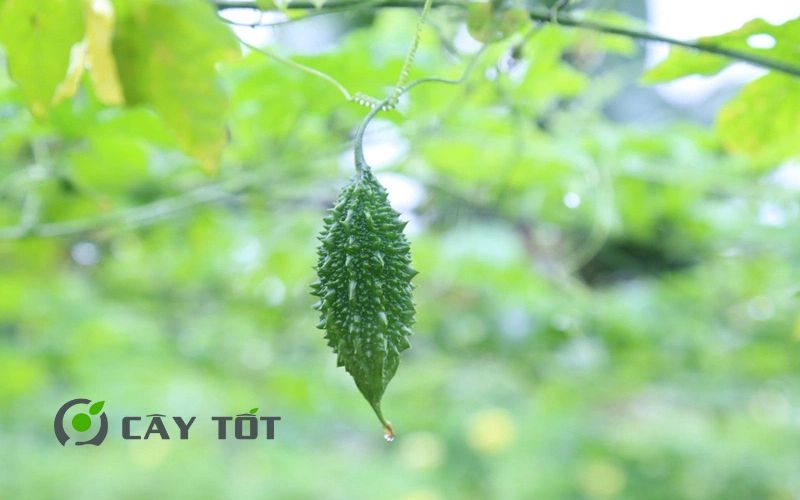 Hạt Giống Khổ Qua Rừng