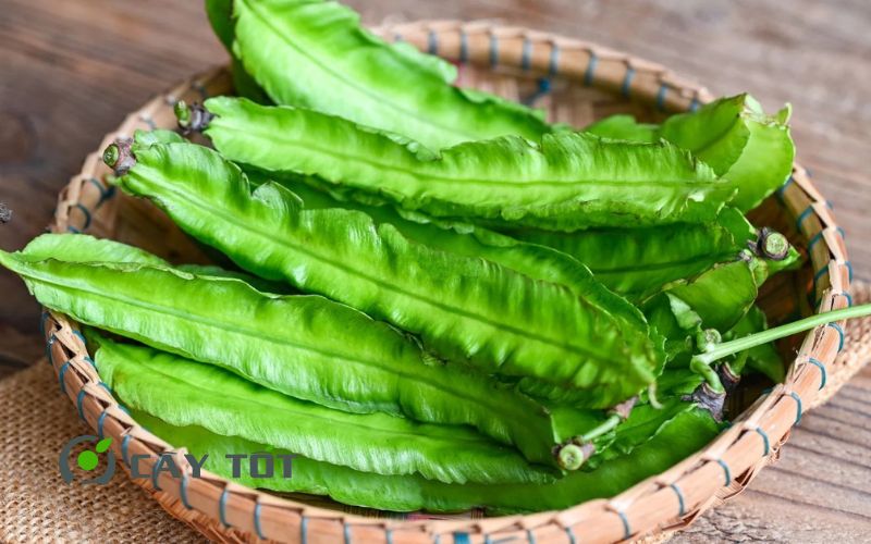 Hạt Giống Đậu Rồng