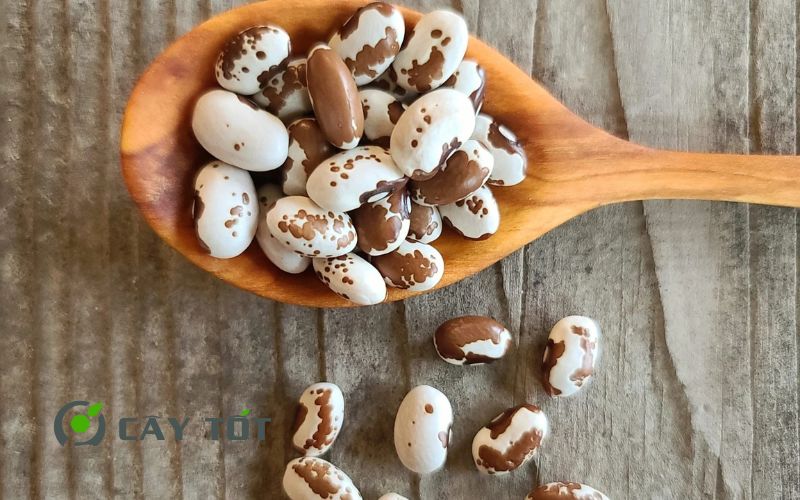 Hạt Giống Đậu Cove Xanh