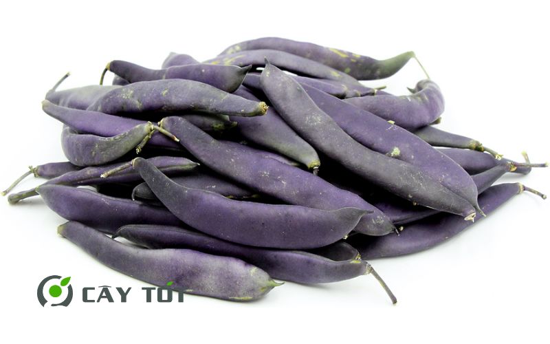 Hạt Giống Đậu Cove Tím