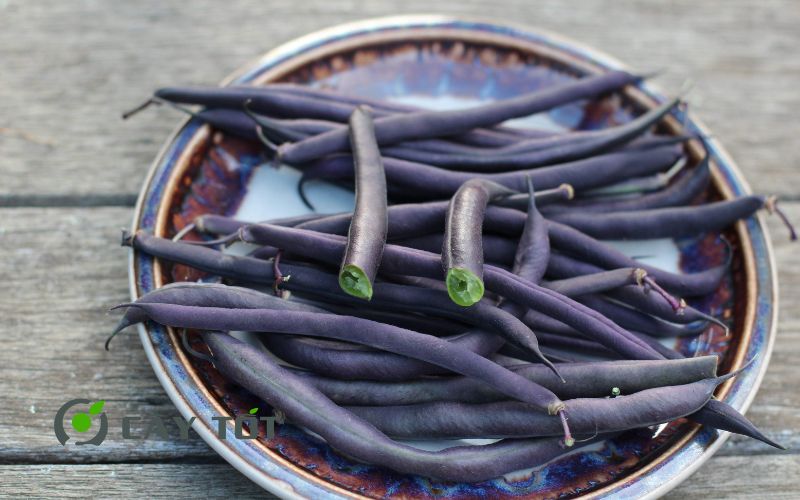 Hạt Giống Đậu Ván