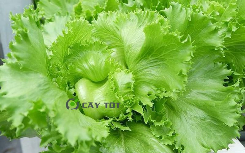 Hạt Giống Xà Lách Mỡ