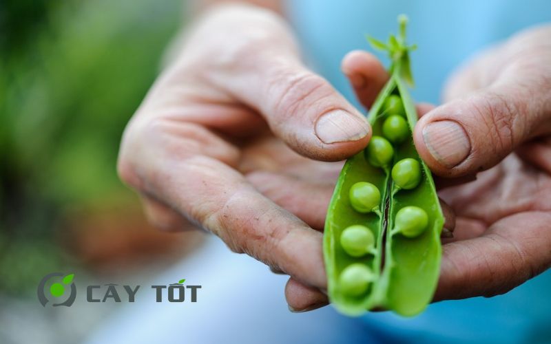Hạt Giống Đậu Hà Lan Lùn