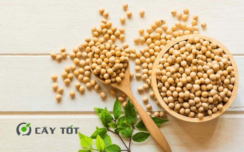 Hạt giống Đậu Nành