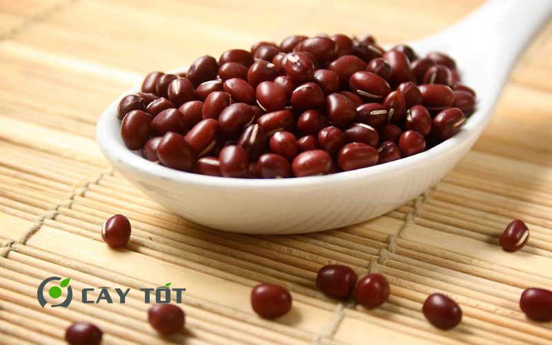 Hạt Giống Đậu Đỏ