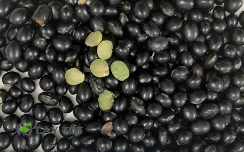 Hạt Giống Đậu Đen