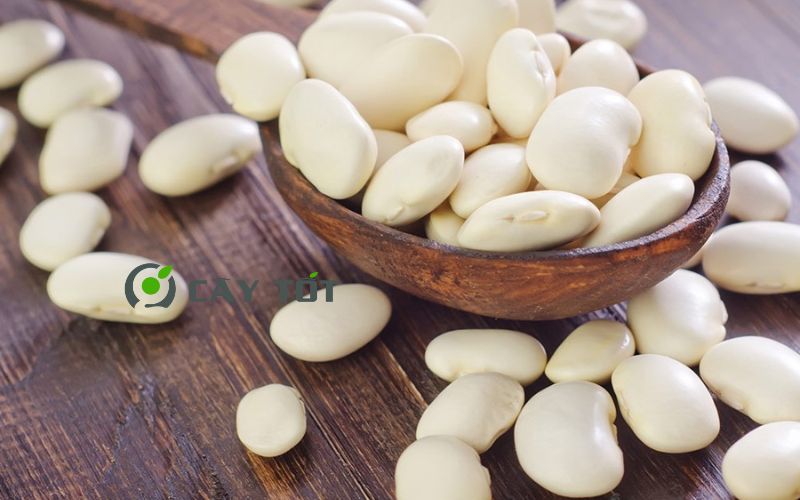 Hạt Giống Đậu Trắng