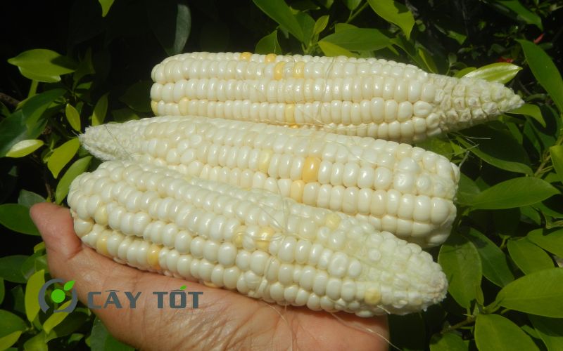 Hạt Giống Ngô Nếp