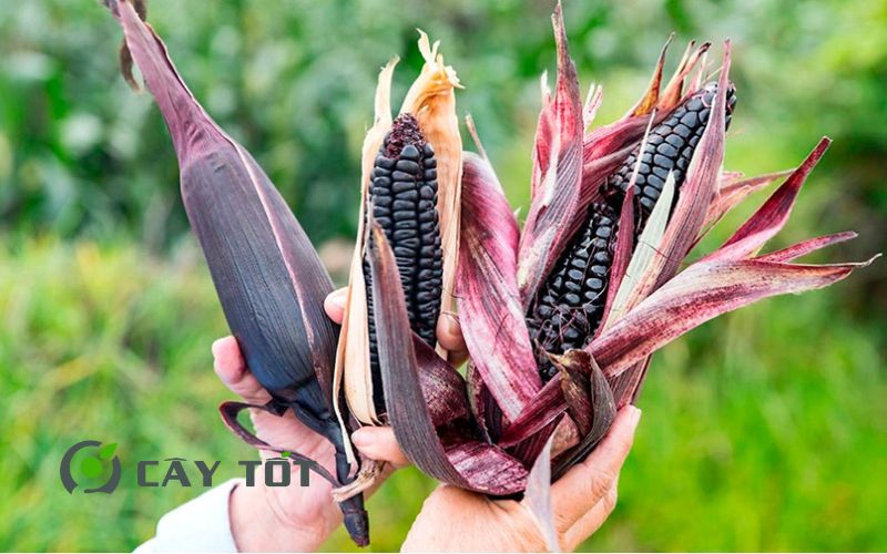 Hạt Giống Ngô Tím