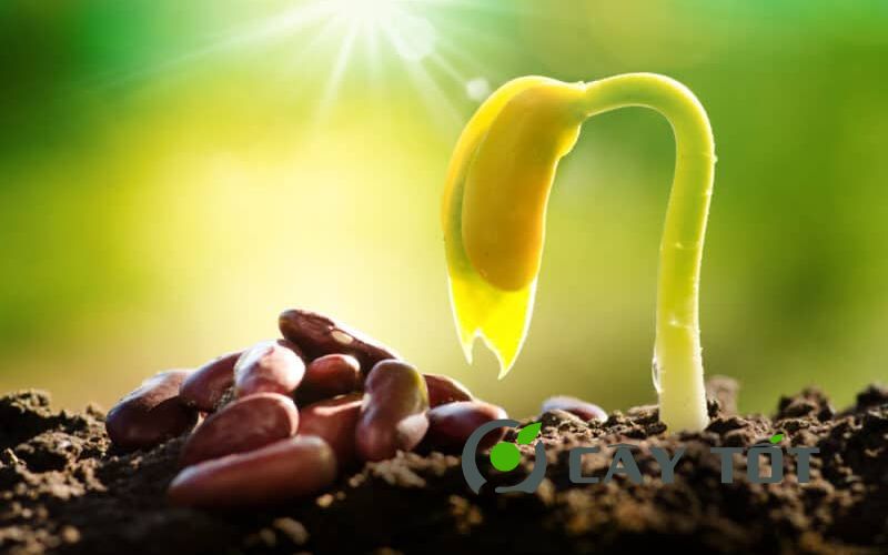 Hạt Giống Cây Trồng